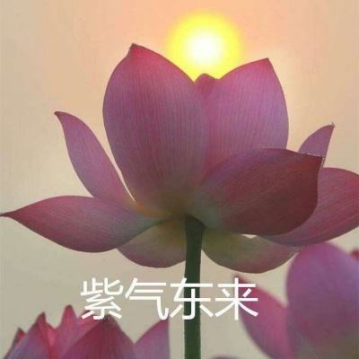 青丘帝姬破解版下载